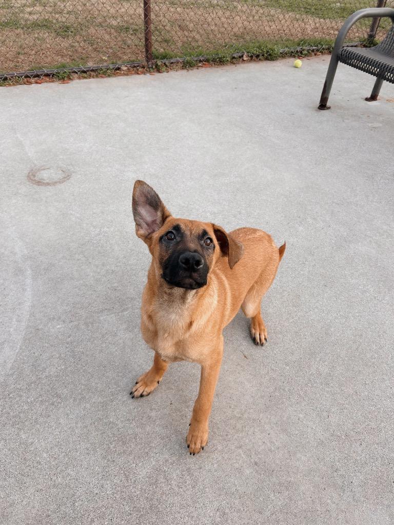 AZRIEL, Adoptable, Young Male Mixed Breed.