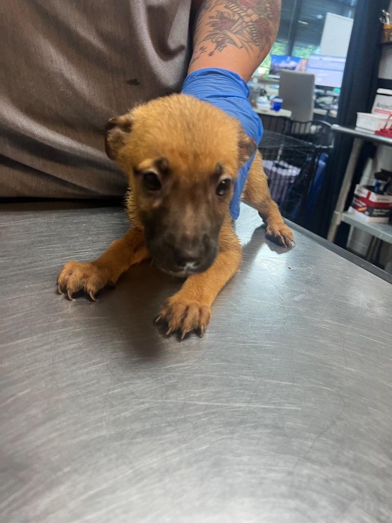 Enlarge AZRIEL, a Adoptable mixed breed in Rome, GA image 1/1