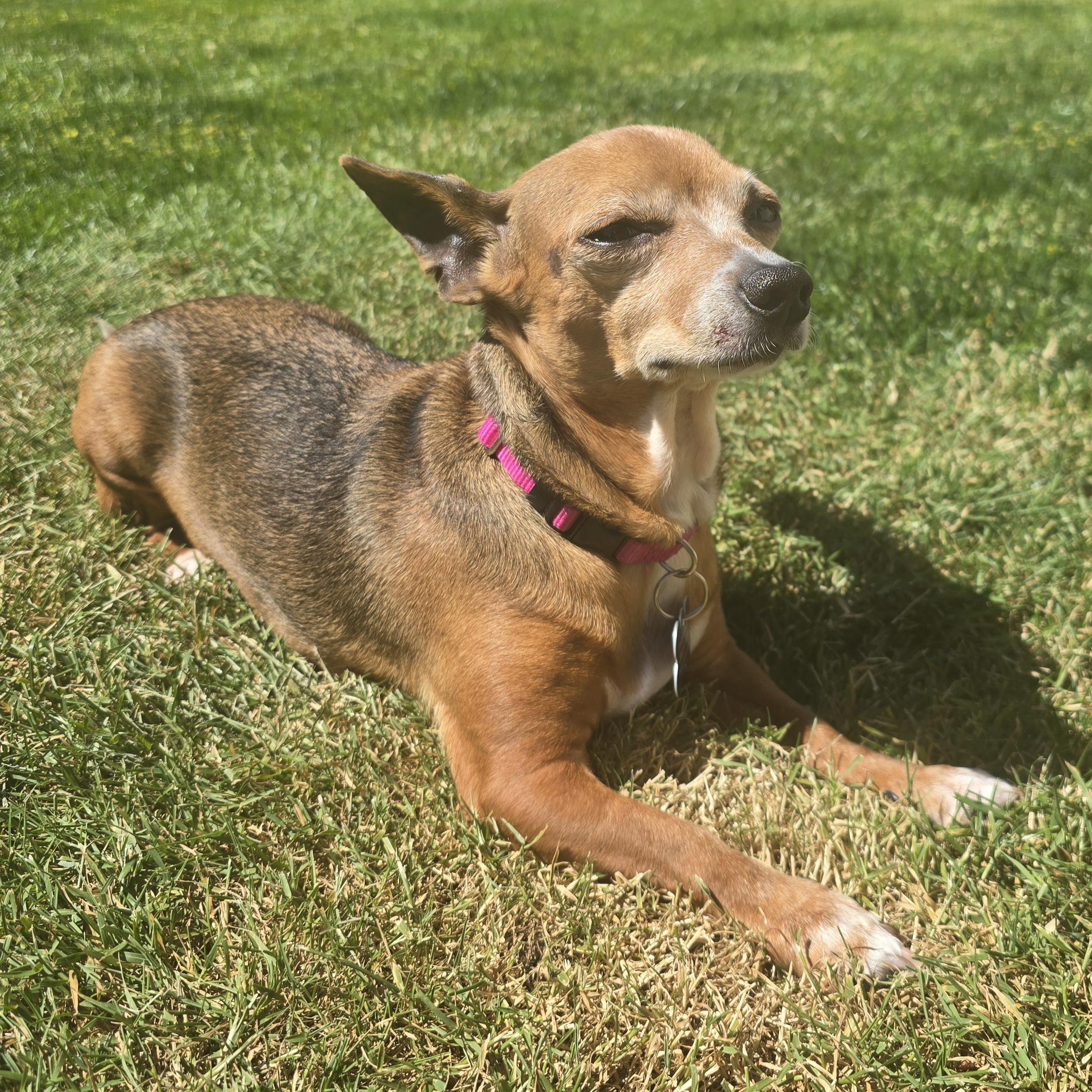 Sabine, a Adoptable Chiweenie in Covington, WA image 3/6