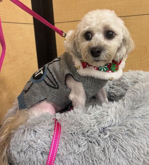 Lucy, Adoptable, Adult Female Maltese & Poodle.
