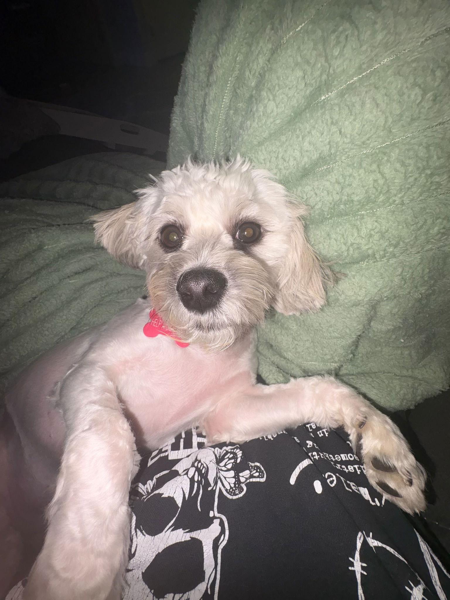 Enlarge Lucy, a Adoptable mixed breed in Glendale, AZ image 2/3