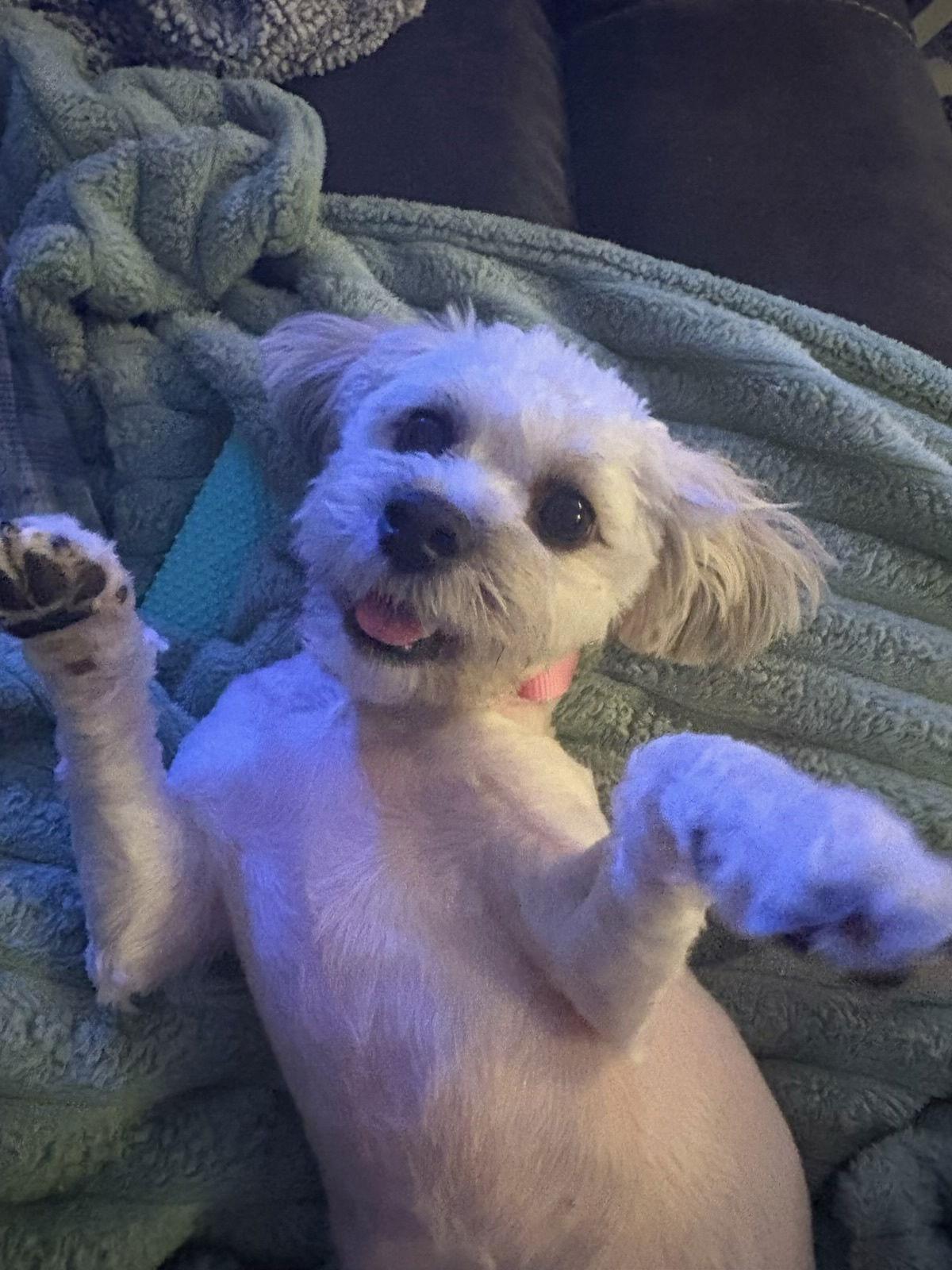 Enlarge Lucy, a Adoptable mixed breed in Glendale, AZ image 3/3