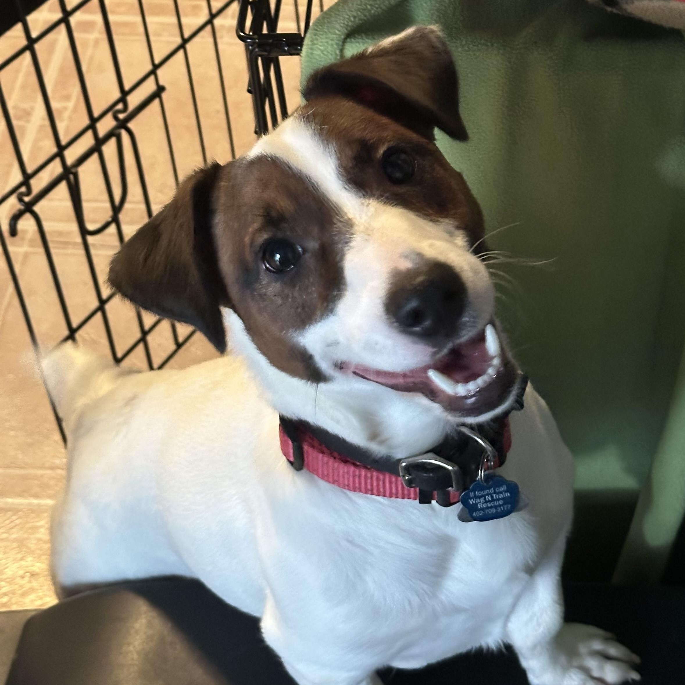 Julio, a Adoptable Jack Russell Terrier in Omaha, NE image 1/6