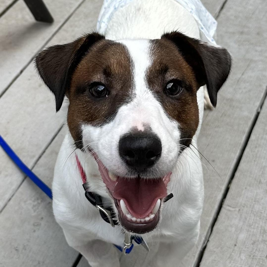 Julio, a Adoptable Jack Russell Terrier in Omaha, NE image 2/6