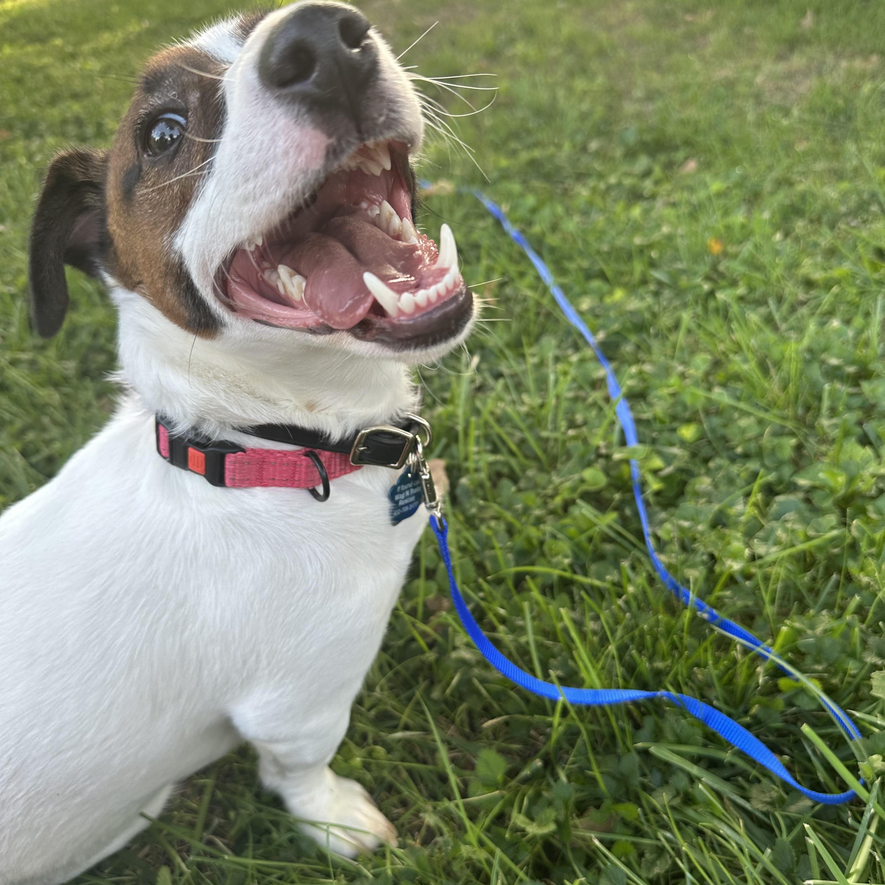 Julio, a Adoptable Jack Russell Terrier in Omaha, NE image 3/6