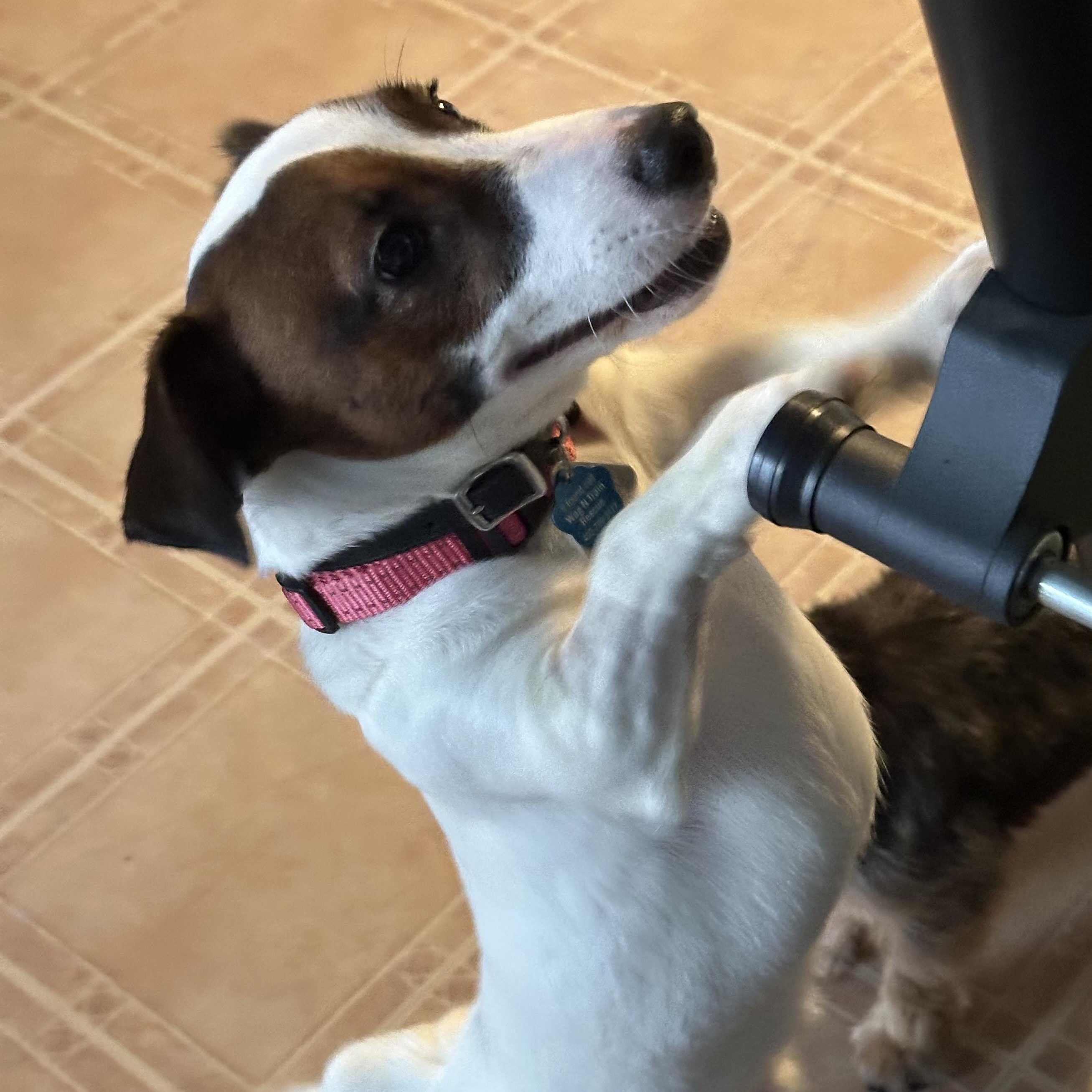 Julio, a Adoptable Jack Russell Terrier in Omaha, NE image 5/6