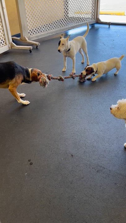 Enlarge Julio, a Adoptable Jack Russell Terrier in Omaha, NE video 6/6