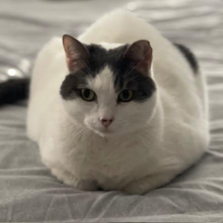 Pebbles, Adoptable, Adult Female Domestic Short Hair.