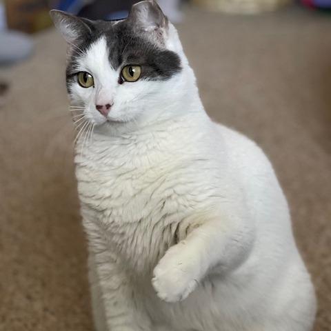 Enlarge Pebbles, a Adoptable Domestic Short Hair in Lake Panasoffkee, FL image 2/5