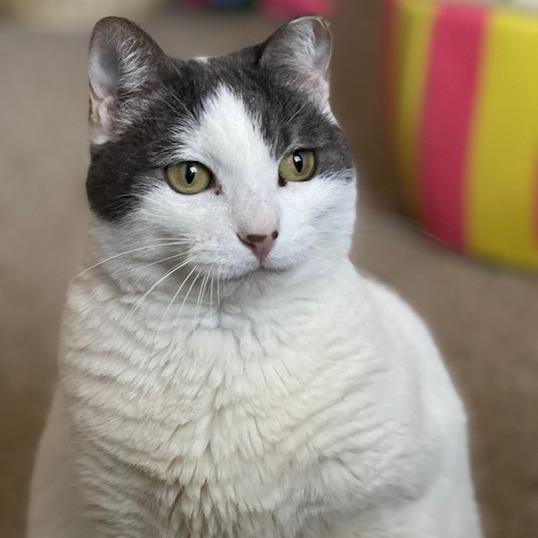 Enlarge Pebbles, a Adoptable Domestic Short Hair in Lake Panasoffkee, FL image 3/5