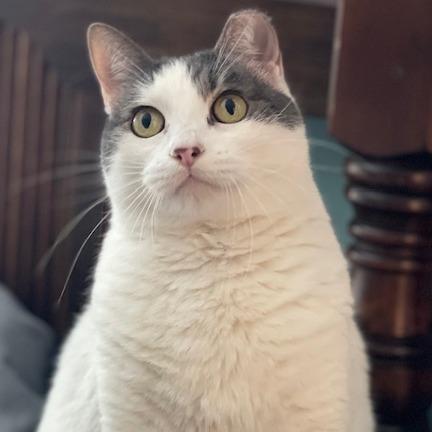 Enlarge Pebbles, a Adoptable Domestic Short Hair in Lake Panasoffkee, FL image 4/5