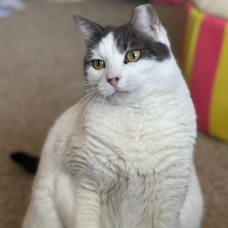 Enlarge Pebbles, a Adoptable Domestic Short Hair in Lake Panasoffkee, FL image 5/5