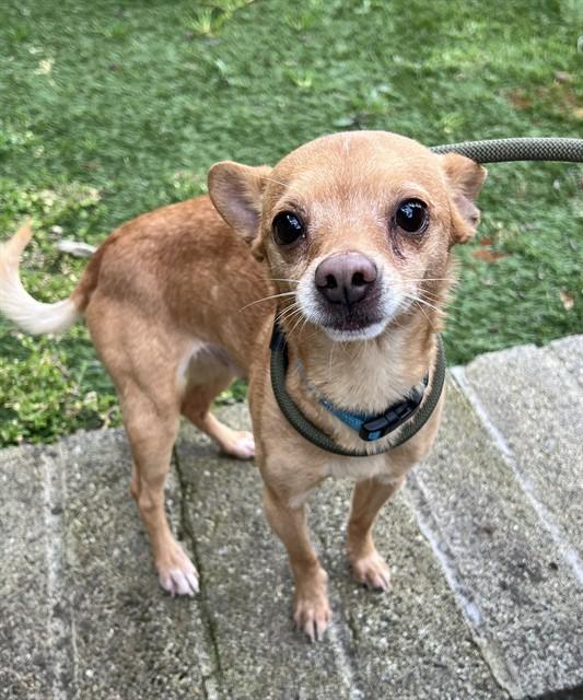 Enlarge Taquito, an adopted Chihuahua in Phoenix, OR image 3/3
