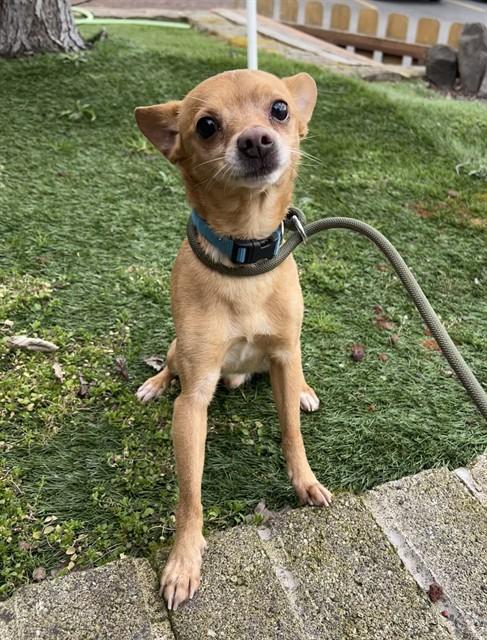 Taquito, adopted, Adult Male Chihuahua.
