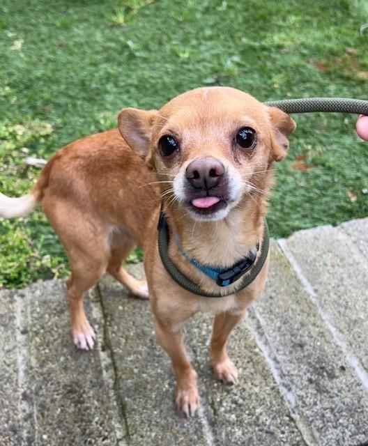 Enlarge Taquito, an adopted Chihuahua in Phoenix, OR image 2/3
