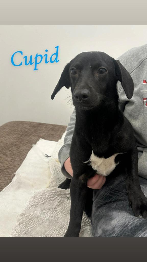 Enlarge Cupid, a Adoptable mixed breed in Jacksonville, IL image 1/1