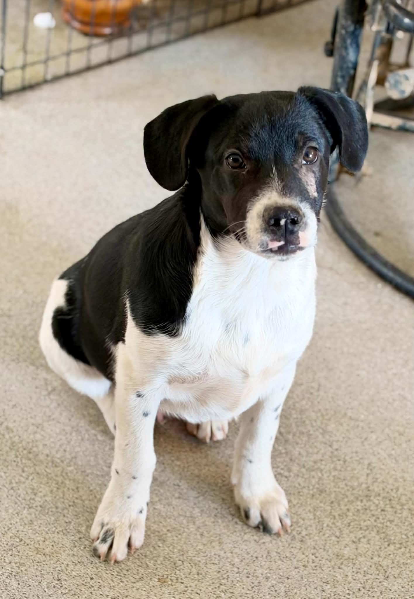 Shadow, Adoptable, Puppy Female Border Collie.