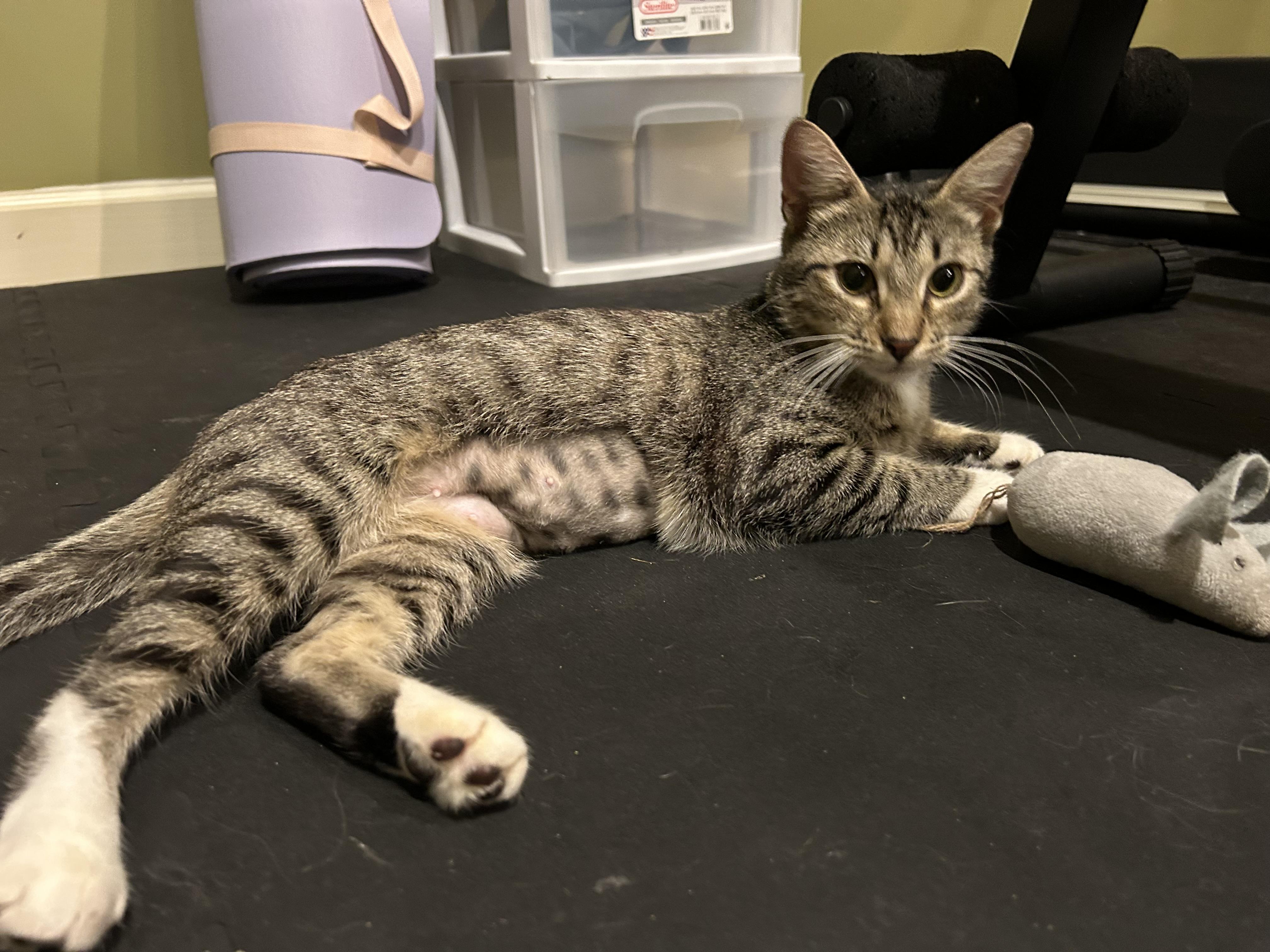 Natalie, Adopted, Kitten Female Domestic Short Hair.