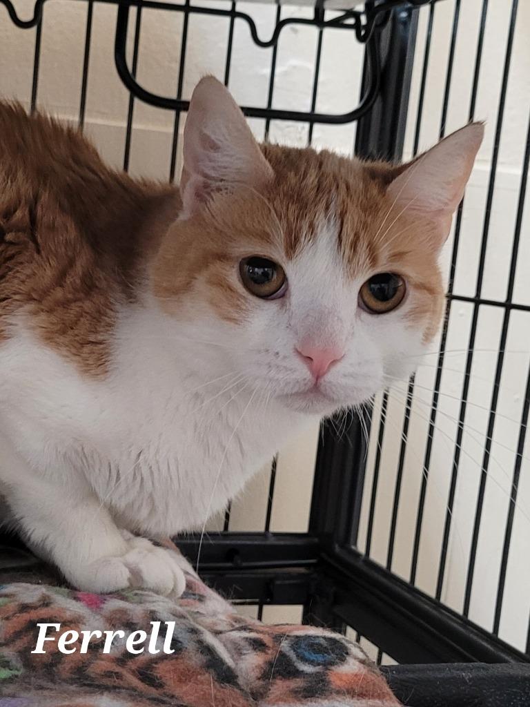 Enlarge Ferrell, a Adoptable mixed breed in Cedar Rapids, IA image 2/4