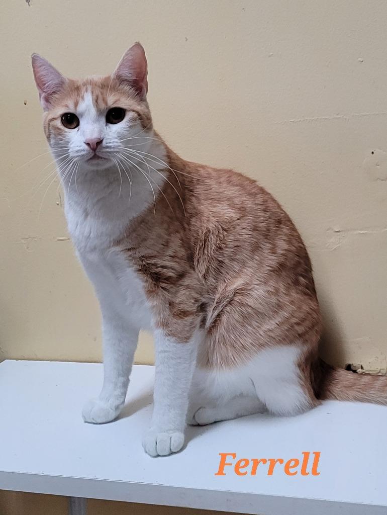 Enlarge Ferrell, a Adoptable mixed breed in Cedar Rapids, IA image 2/4