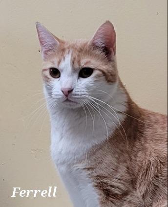 Ferrell, a Adoptable mixed breed in Cedar Rapids, IA image 4/4