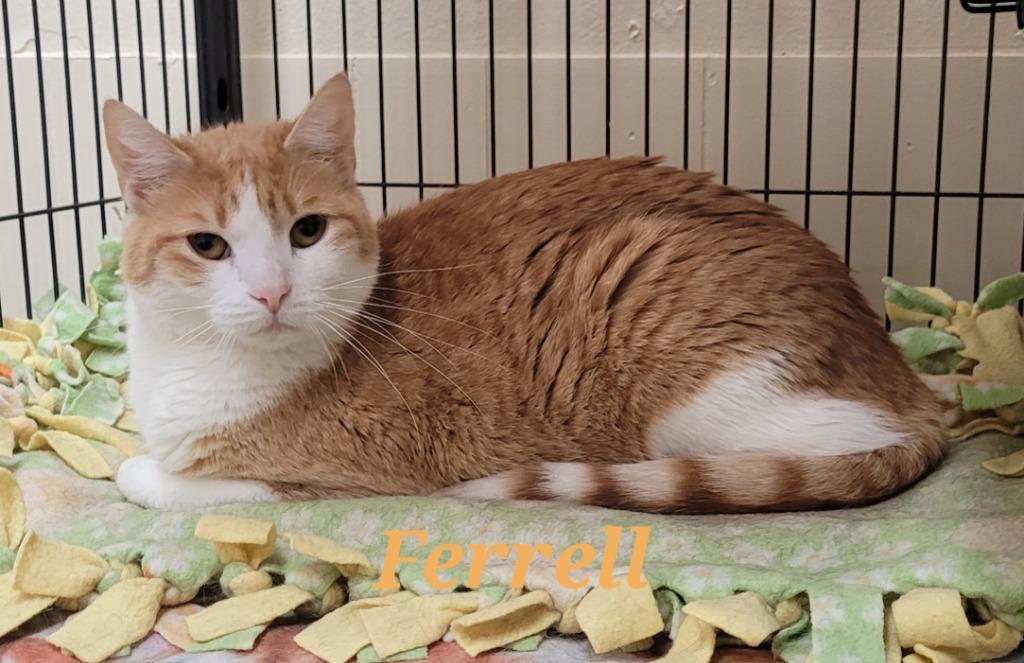 Enlarge Ferrell, a Adoptable mixed breed in Cedar Rapids, IA image 4/4