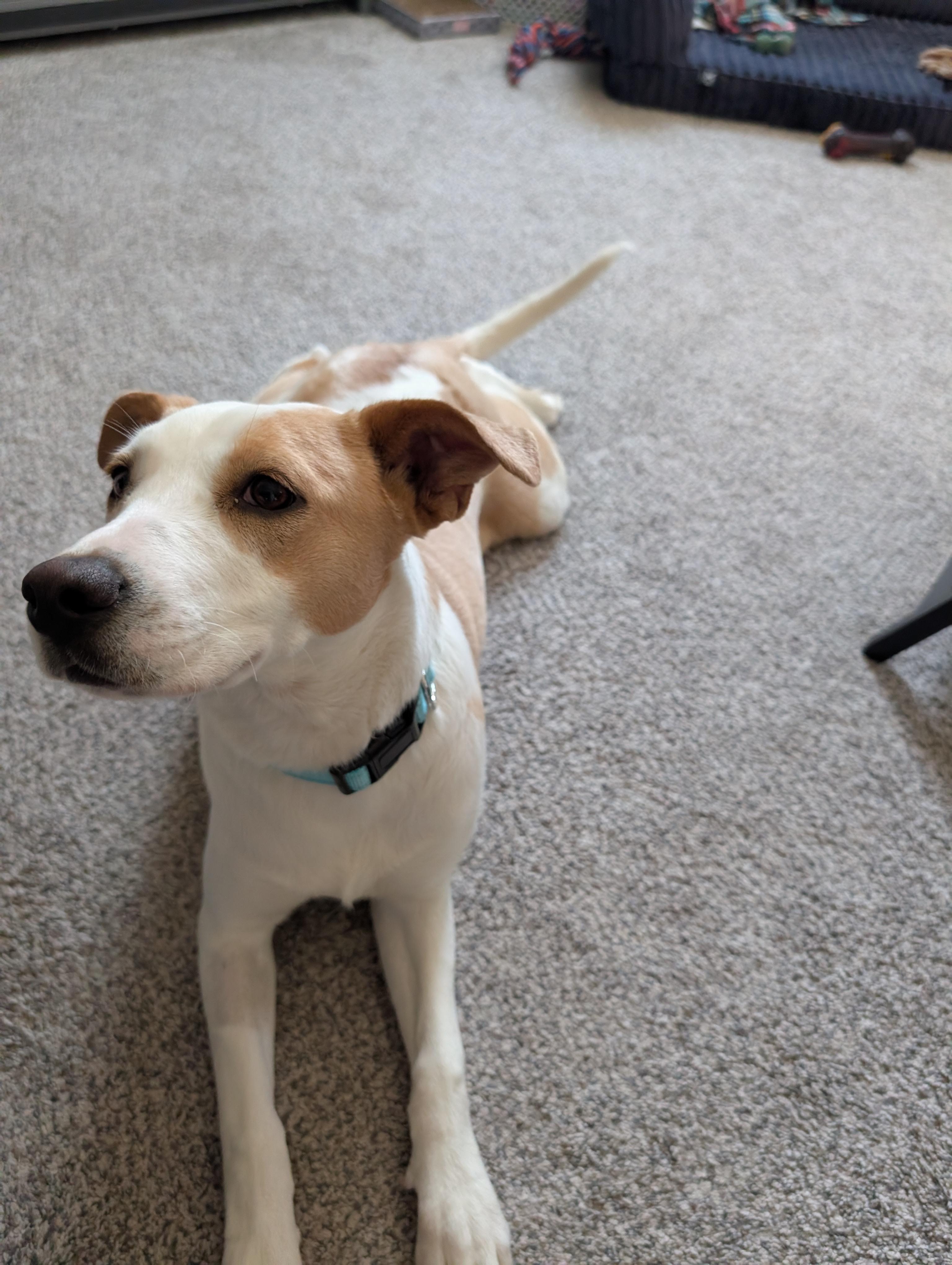 Honey, a Adoptable mixed breed in Alma, WI image 1/6