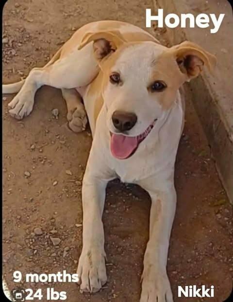 Honey, a Adoptable mixed breed in Alma, WI image 3/6