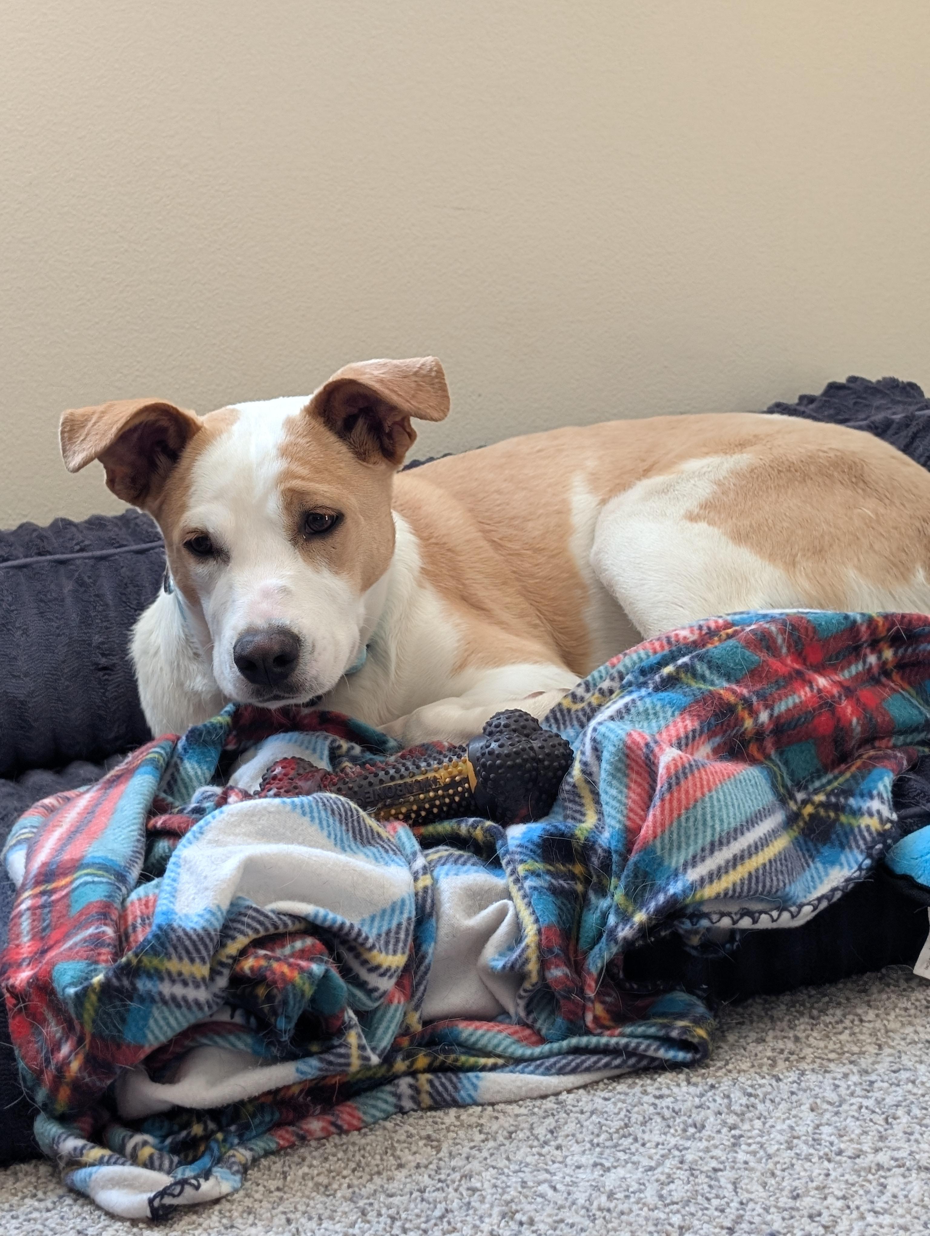 Honey, a Adoptable mixed breed in Alma, WI image 5/6