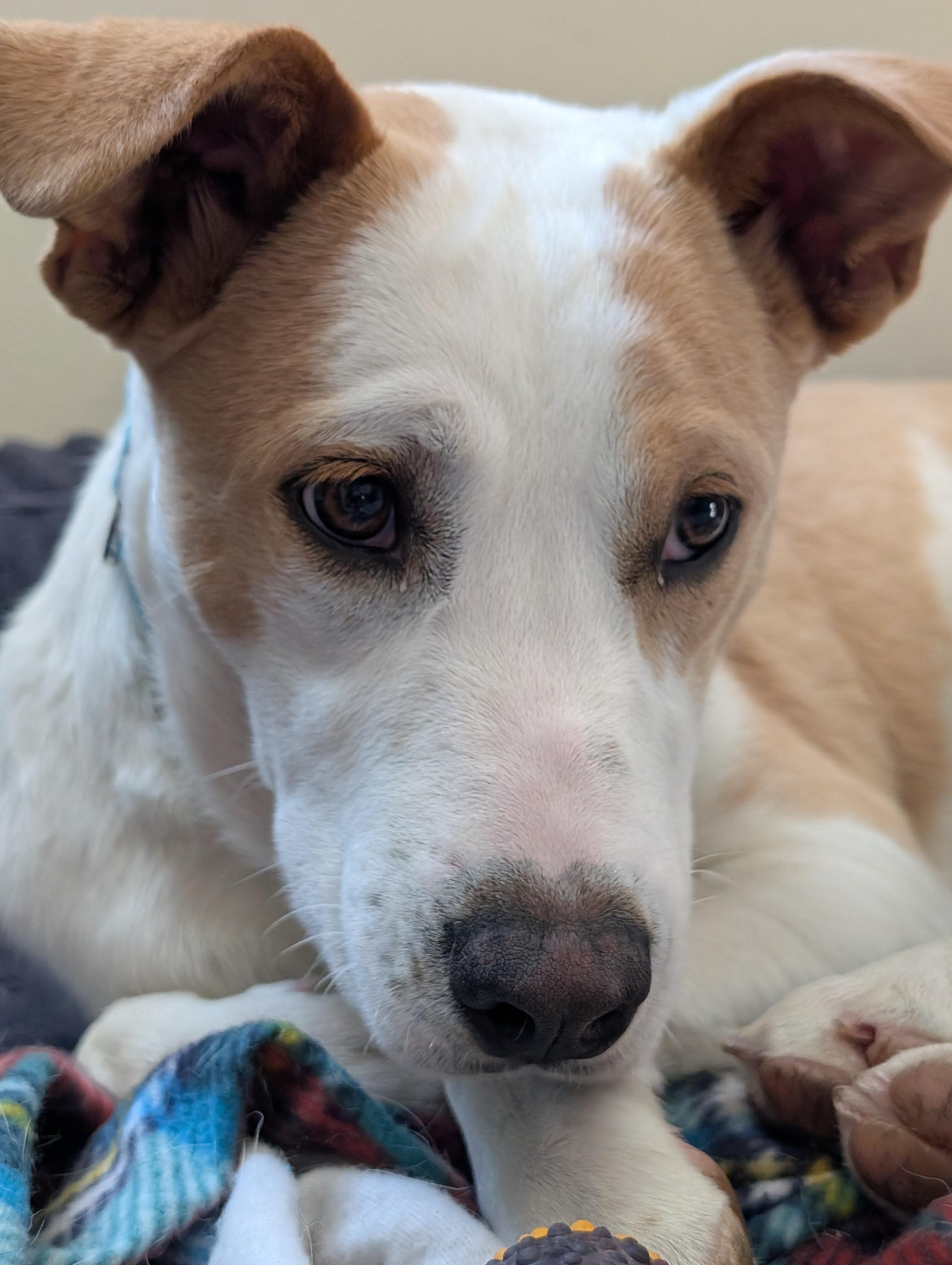 Honey, a Adoptable mixed breed in Alma, WI image 6/6