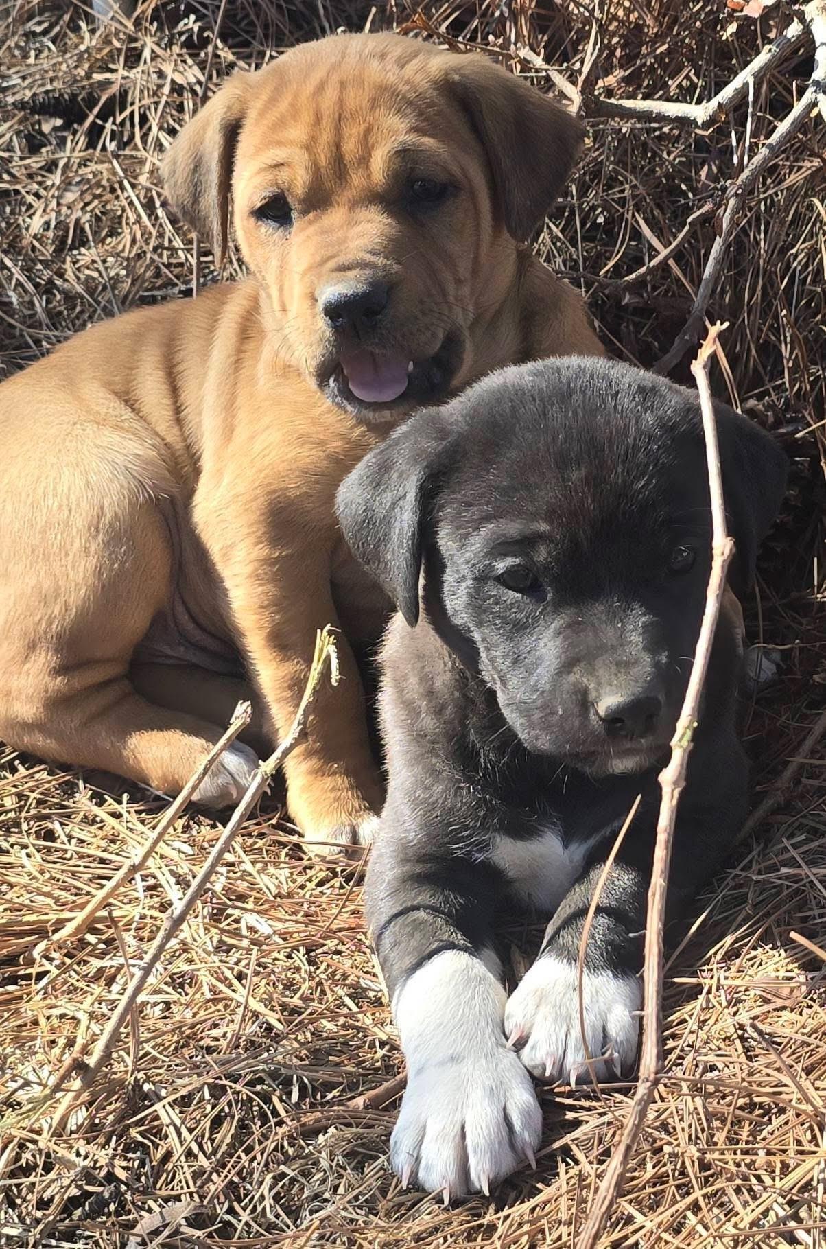 Licorice — thumbnail 3