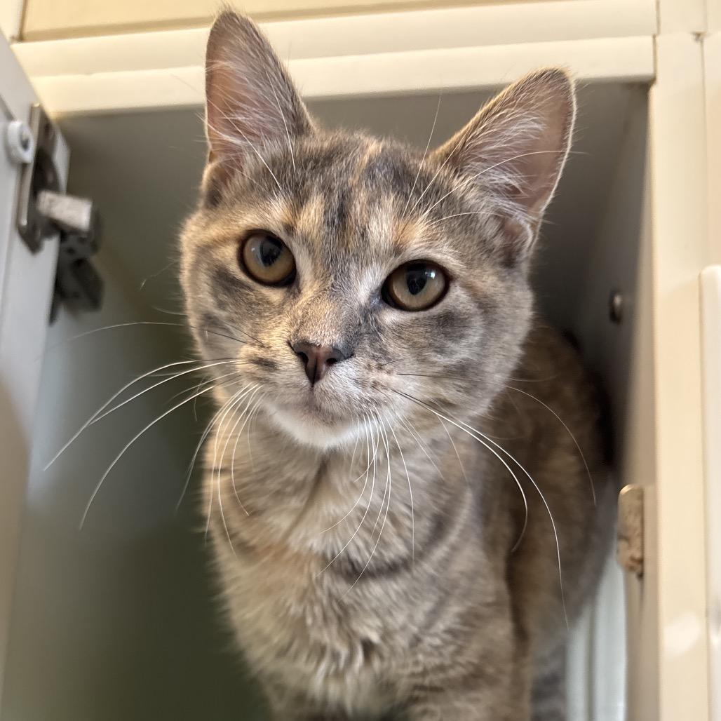 Isadora - In Foster To Adopt, Adoptable, Young Female Domestic Short Hair.