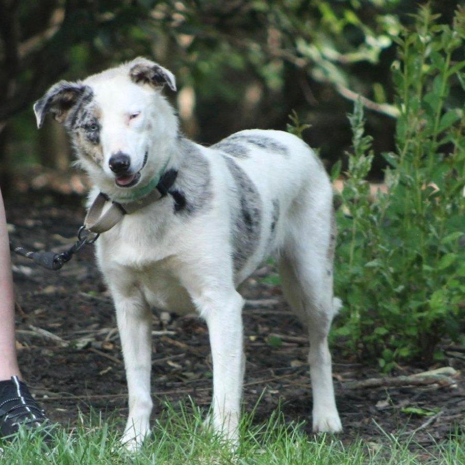 Enlarge Shadow, an adoptable Australian Shepherd in Richmond, VA image 3/3