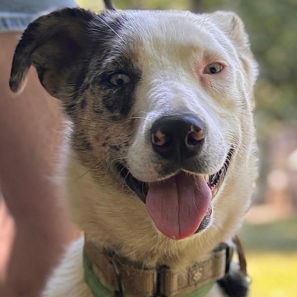 Enlarge Shadow, an adoptable Australian Shepherd in Richmond, VA image 2/3