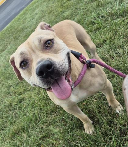 FAWN DUE, Adoptable, Young Female Pit Bull Terrier.