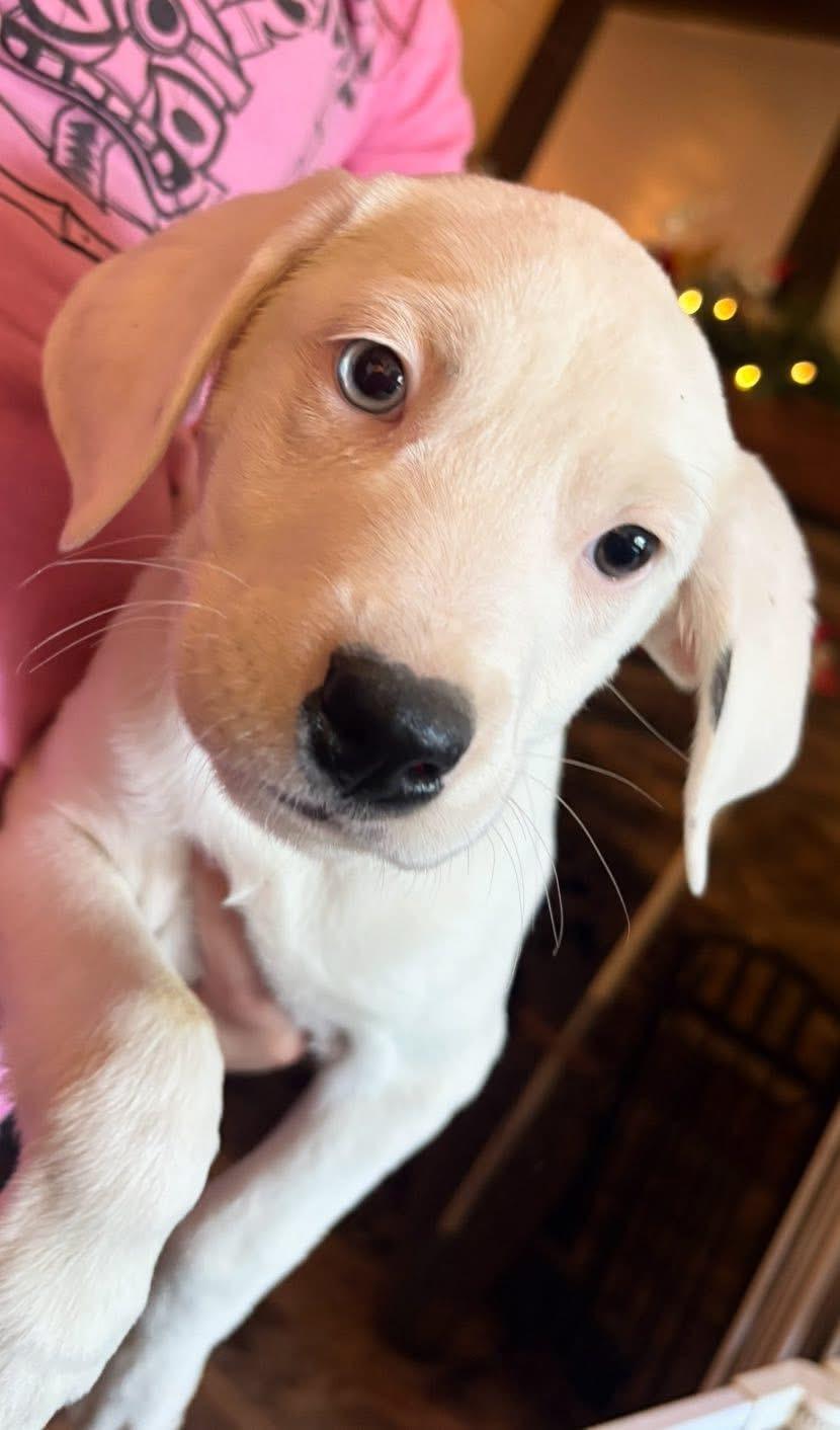 Apollo, Adoptable, Puppy Male Australian Shepherd.