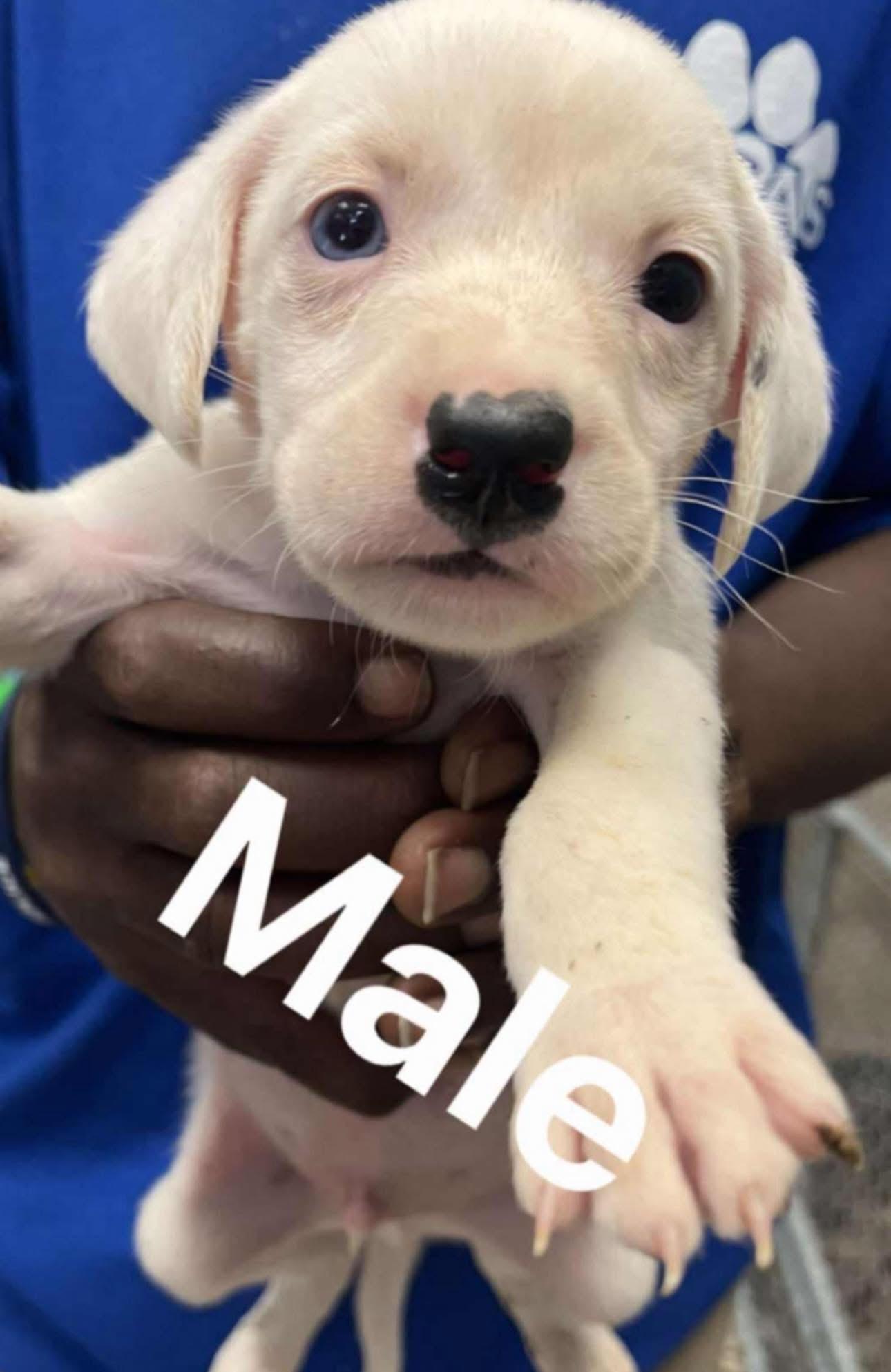 Apollo, a Adoptable mixed breed in GLEN MILLS, PA image 2/4