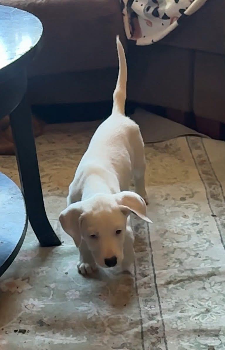 Apollo, a Adoptable mixed breed in GLEN MILLS, PA image 4/4