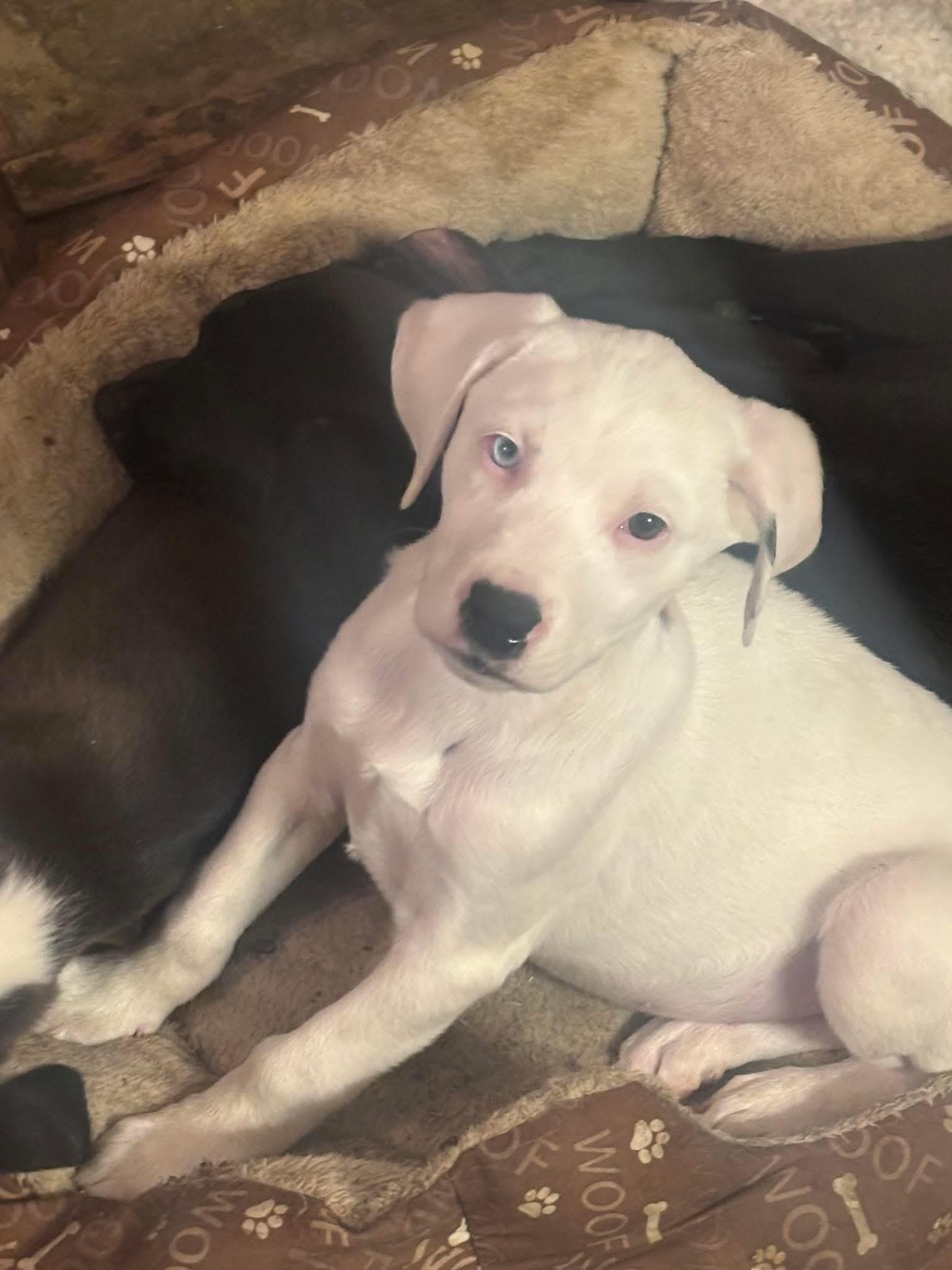 Enlarge Apollo, an adopted mixed breed in Woodbury, NJ image 2/4