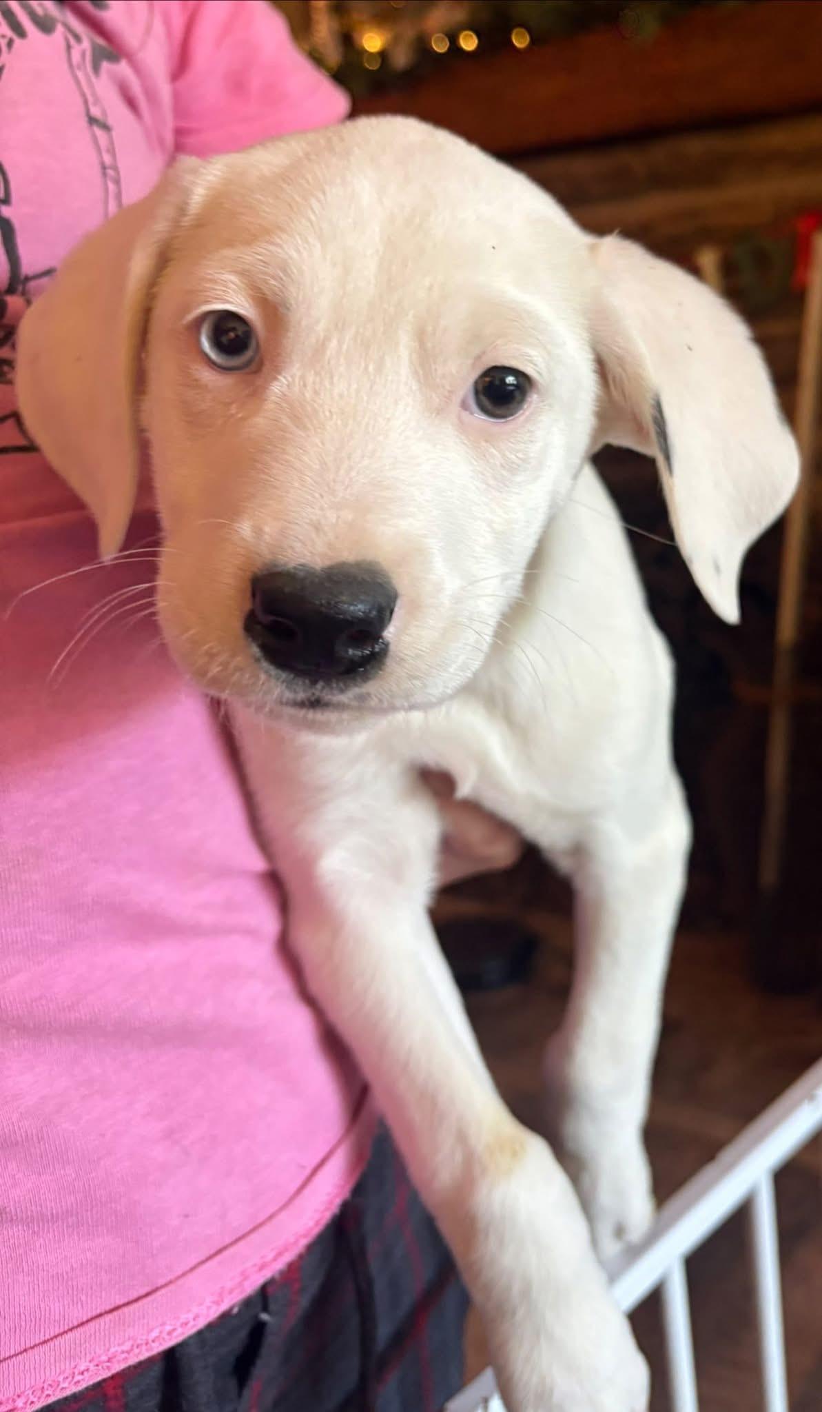 Apollo, a Adoptable mixed breed in GLEN MILLS, PA image 3/4