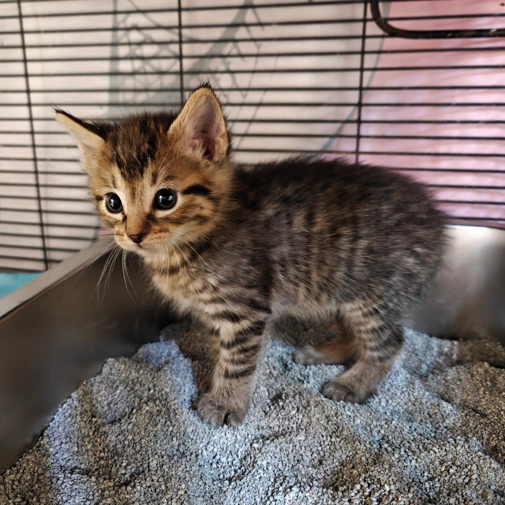 Tran, Adoptable, Kitten Female American Shorthair & American Shorthair.