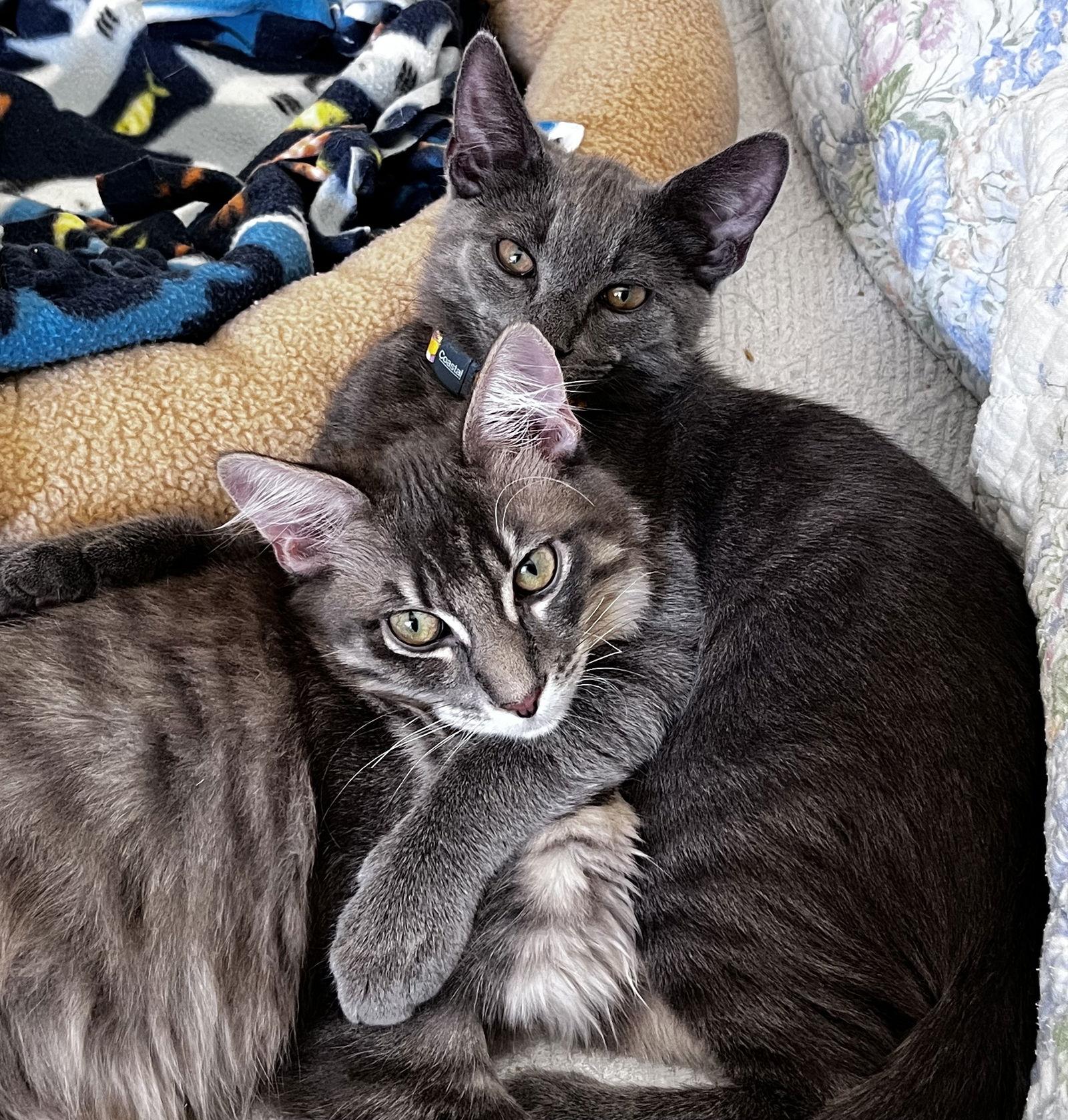 Fuzzy Wuzzy thumbnail 2