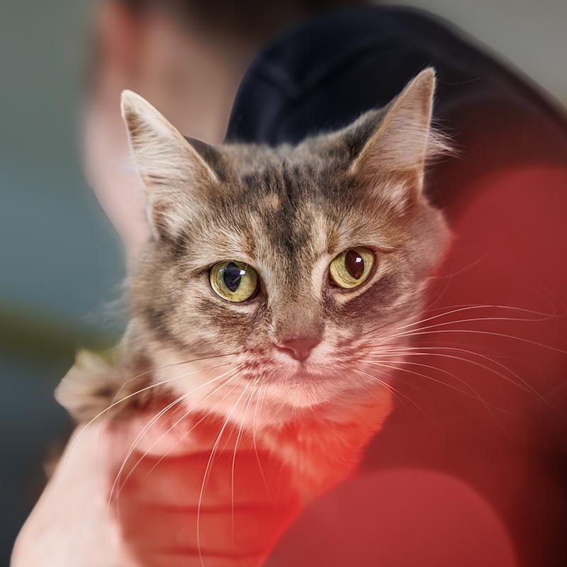 Felicity, adoptable, Adult Female Domestic Medium Hair.