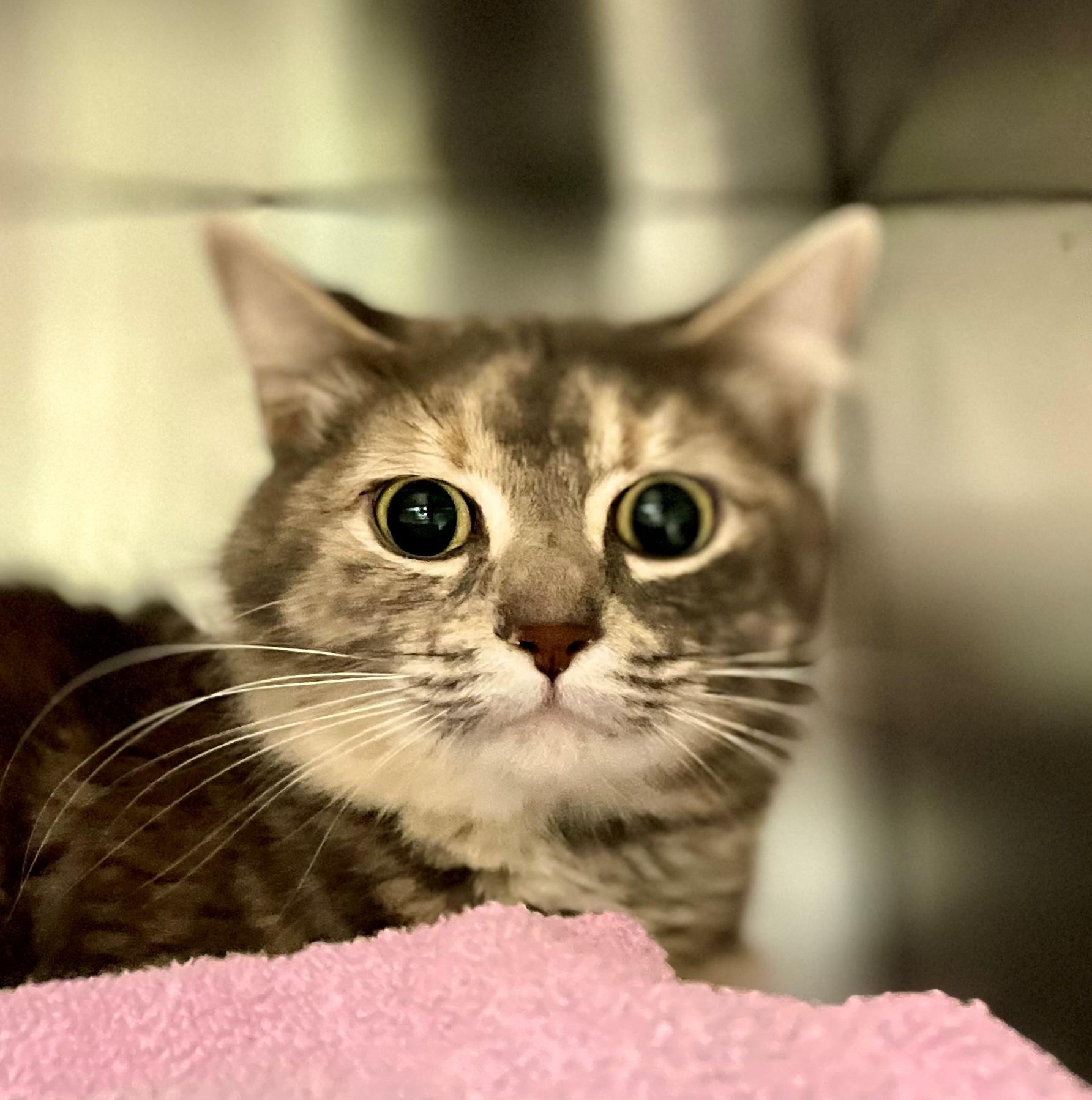 Felicity, an adoptable Domestic Medium Hair in Hamilton, ON image 3/5