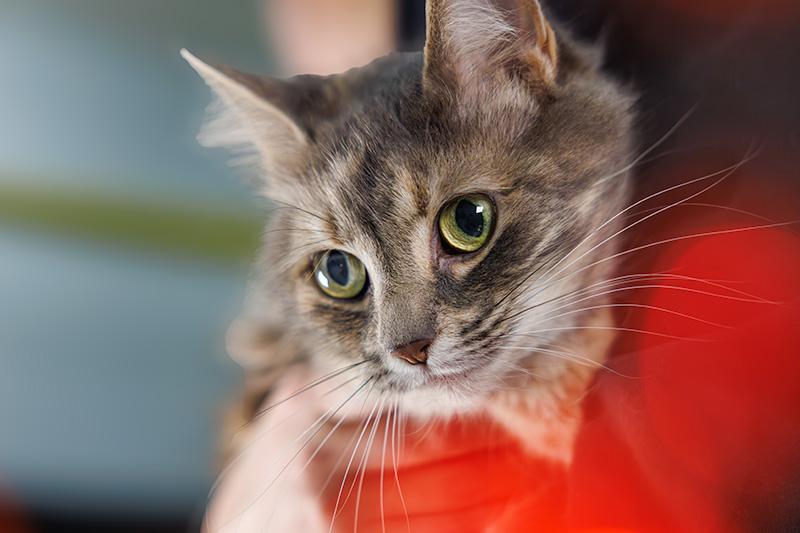 Felicity, an adoptable Domestic Medium Hair in Hamilton, ON image 5/5