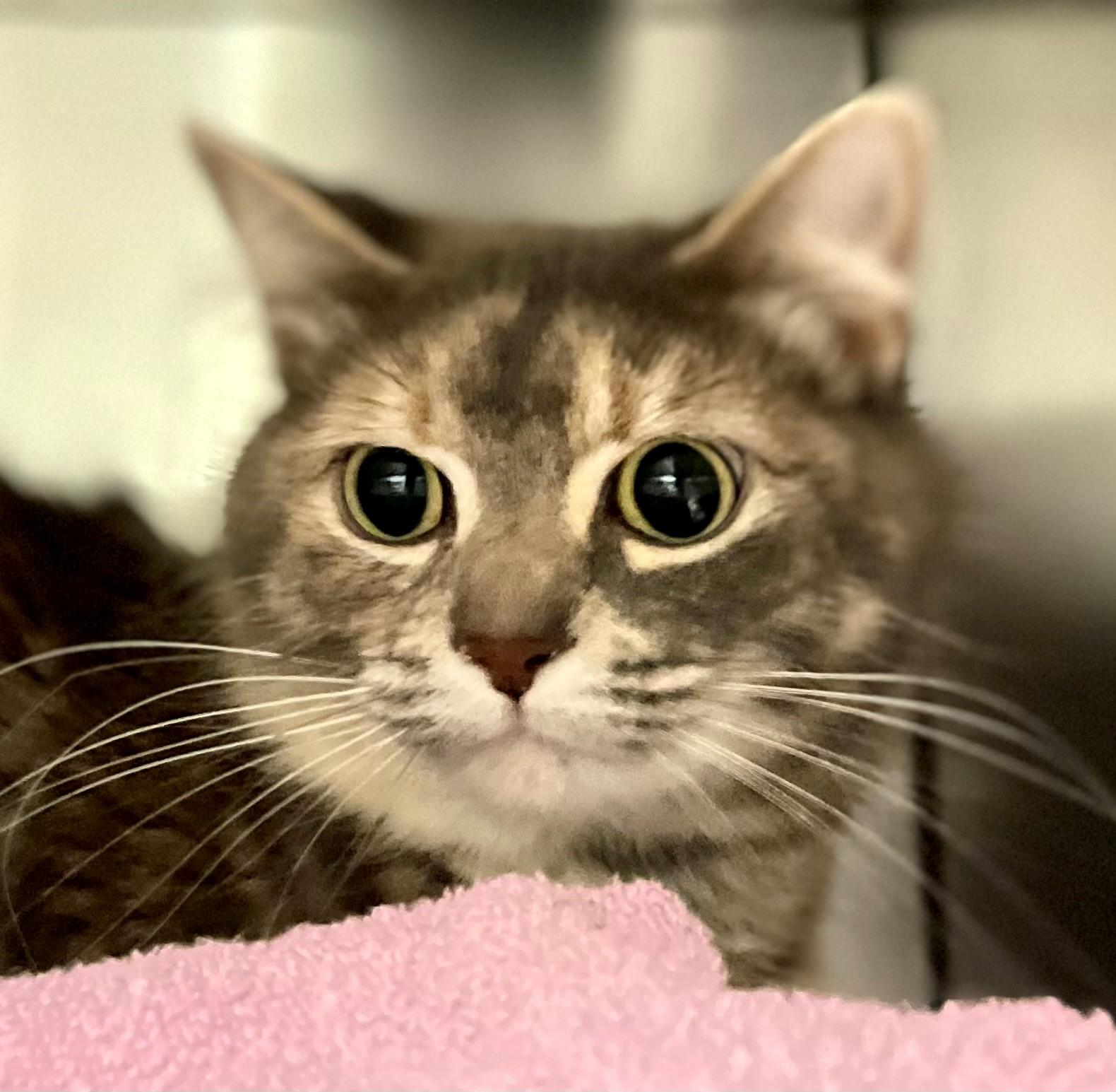 Felicity, an adoptable Domestic Medium Hair in Hamilton, ON image 4/5