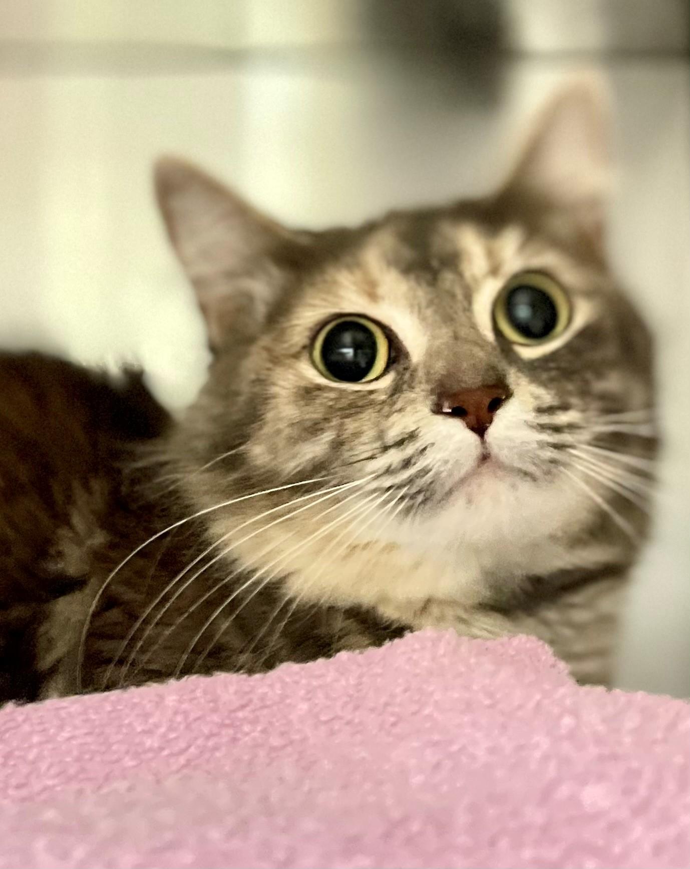 Felicity, an adoptable Domestic Medium Hair in Hamilton, ON image 2/5