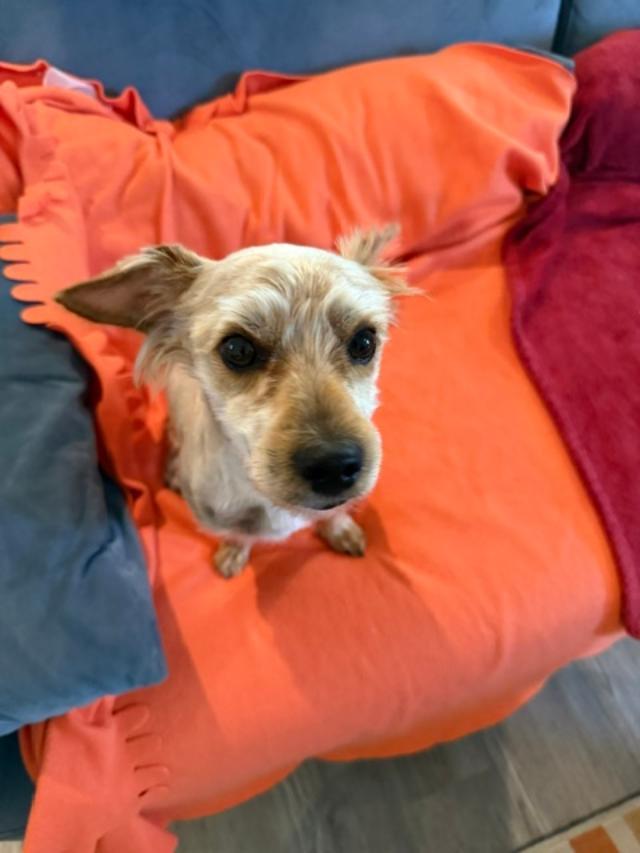 Enlarge Timmy, a ADOPTABLE mixed breed in Williamsburg, VA image 4/6