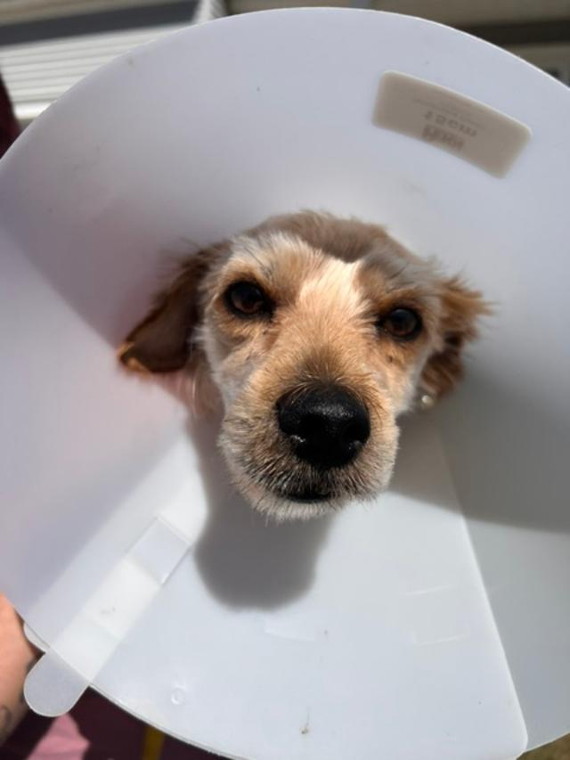 Enlarge Timmy, a ADOPTABLE mixed breed in Williamsburg, VA image 5/6