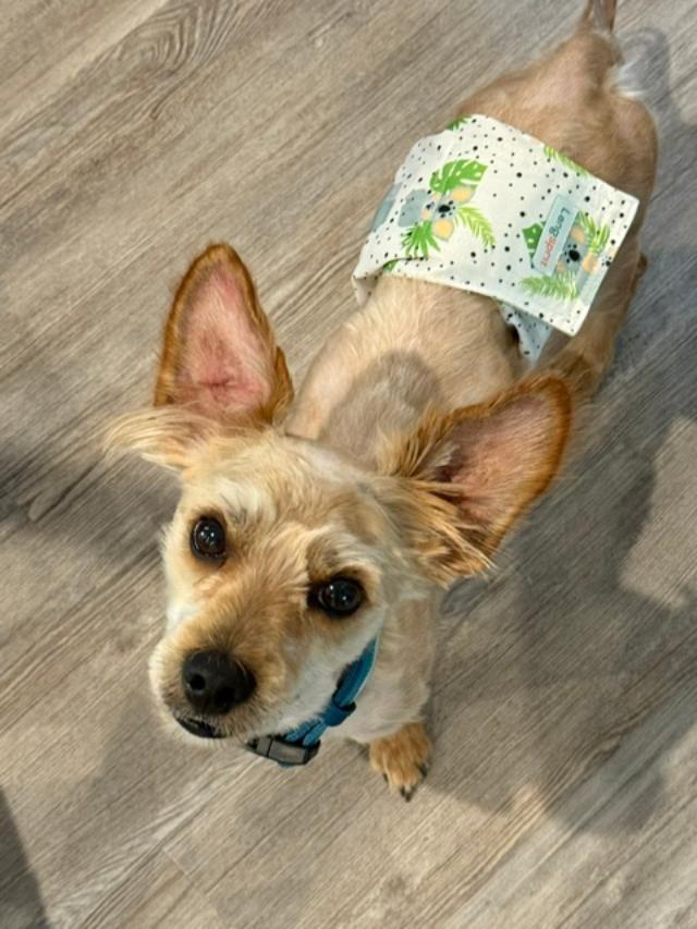 Enlarge Timmy, a ADOPTABLE mixed breed in Williamsburg, VA image 2/6
